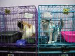 jelang-lebaran-penitipan-hewan-di-surabaya-penuh_20180612_223819.jpg