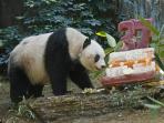 jia-jia-panda-raksasa-tertua-di-dunia_20161017_193411.jpg