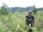 job-tomori-banggai.jpg