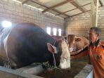 jokowi-beli-sapi-kurban.jpg