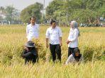 jokowi-indramayu-gabah.jpg