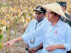 jokowi-tinjau-ladang-jagung.jpg