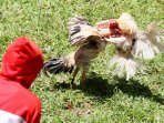 judi-sabung-ayam-tanpa-pengawasan-pihak-berwajib_20150817_164728.jpg