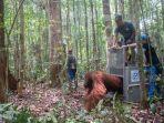 junai-akhirnya-bisa-bebas-di-habitatnya.jpg