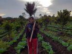 junita-malau-kembali-bertani-bawang.jpg