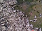 jutaan-ikan-mati_1_20171110_143536.jpg
