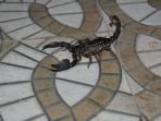 kalajengking2.jpg