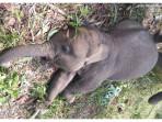 BTN Tesso Nilo Ungkap Penyebab Kematian Anak Gajah Tari, Virus Mematikan Serang Organ Hati
