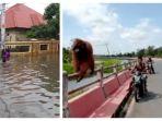 kalteng-banjir-orangutang-ngungsi.jpg