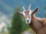 kambing-1.jpg
