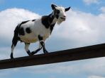 kambing-berjalan-di-atas-tiang-listrik_20180608_120745.jpg