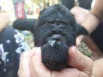 kambing-bermata-satu-di-sumedang-qq.jpg