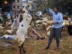 kambing-di-india_20150924_150358.jpg