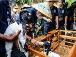 kambing-etawa-di-pandanrejo.jpg