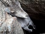 kambing-gunung-tersangkut_20180119_120726.jpg