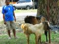 kambing-kaki-tiga-suka-nasi-padang.jpg