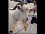 kambing-messi-dibawa-fan-miami.jpg