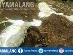 kambing-milik-warga-desa-sempol-ijen-bondowoso-kembali-diserang-oleh-makhluk-misterius.jpg