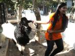 kambing-nih2_20151120_181238.jpg