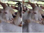 Inikah Kambing Tertampan? Viral Foto Remos, Kambing Berponi di Media Sosial