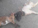 kambing-warga-di-palembayan-agam-luka-luka-hingga-ada-yang-mati-diduga-diterkam-satwa-liar.jpg