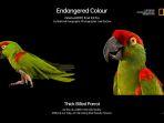 kampanye-endangered-color.jpg