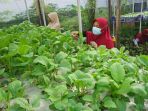 kampung-hidroponik-di-medokan-ayu-manfaatkan-lahan-kosong_20220804_181842.jpg
