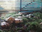 kandang-dimana-6-kambing-milik-sanan-wa_20180110_195422.jpg