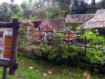 kandang-kasuari-di-taman-wisata-gembira-loka_20160331_143710.jpg
