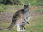 kanguru-di-donelly-river-australia-barat.jpg