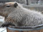 kapibara-jepang-satu-jenis-dengan-tikus.jpg