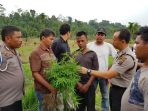 kapolsek-kutalimbaru-akp-martualesi-sitepu-bersama-timnya-saat-mengamankan-seora_20170830_092301.jpg