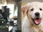 kasus-anjing-di-tiongkok_20180729_160111.jpg