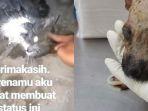 kasus-kasus-kekerasan-terhadap-hewan.jpg