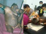 kasus-kekerasan-pada-orangutan-2019.jpg