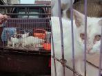 kasus-kucing-terlantar-pekanbaru.jpg