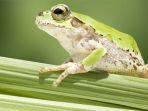 katak-atau-kodok.jpg