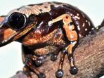 katak-beracun_20150809_072526.jpg