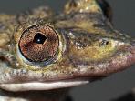 katak-berbisa-nih2_20150808_160328.jpg
