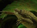 katak-cakar-afrika-sel-katak-cakar-afrika-diambil-untuk-menjadi-xenobot.jpg