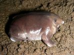 katak-jenis-baru_20170825_165556.jpg