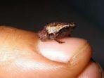 katak-mini-yang-ukurannya-lebih-kecil.jpg