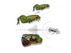 katak_20170609_154405.jpg