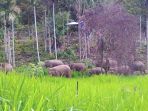 kawanan-gajah-liar-berkeliaran_20181021_083324.jpg