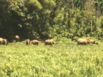 kawanan-gajah-liar_20180717_144715.jpg