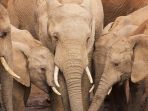 kawanan-gajah_20170425_152435.jpg