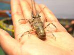 kawasan-budidaya-lobster-ntb.jpg