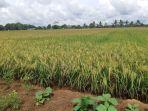kawasan-program-nasional-food-estate-di-pulang-pisau-kalimantan-tengah.jpg