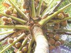 kawin-lari-ke-hutan-dan-makan-kelapa.jpg