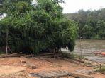 kayu-belian1.jpg